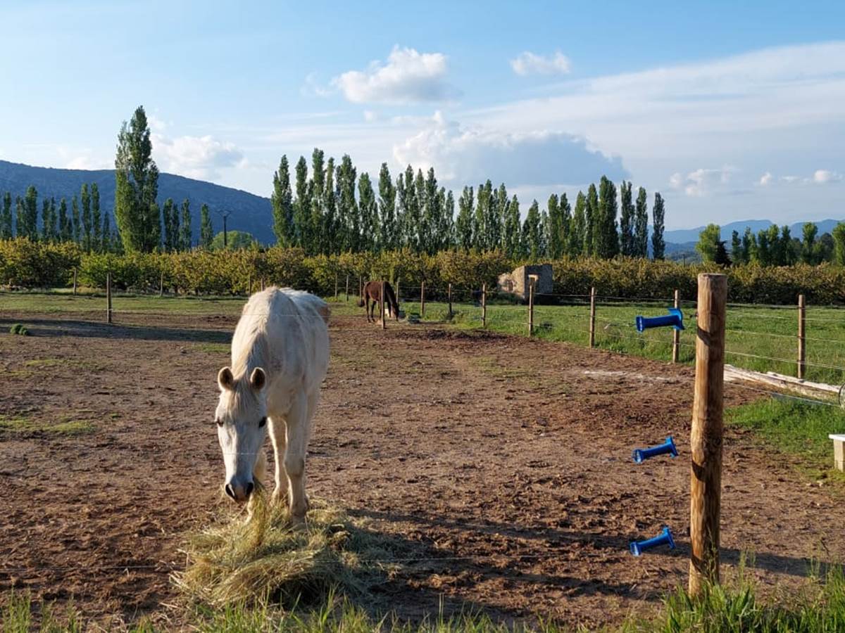 Nos chevaux